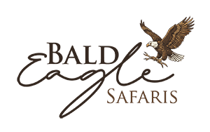 Bald Eagle Safaris