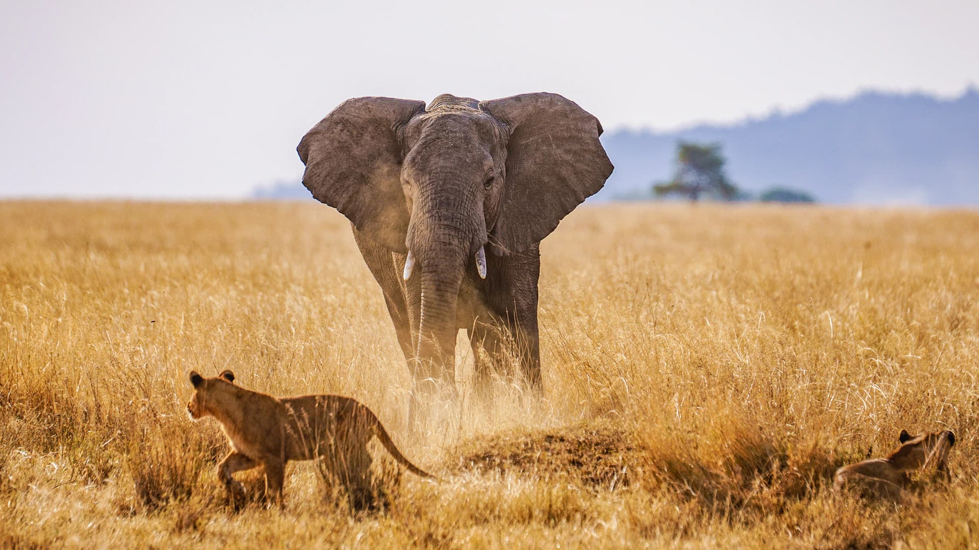 Born From a Love of Tanzania