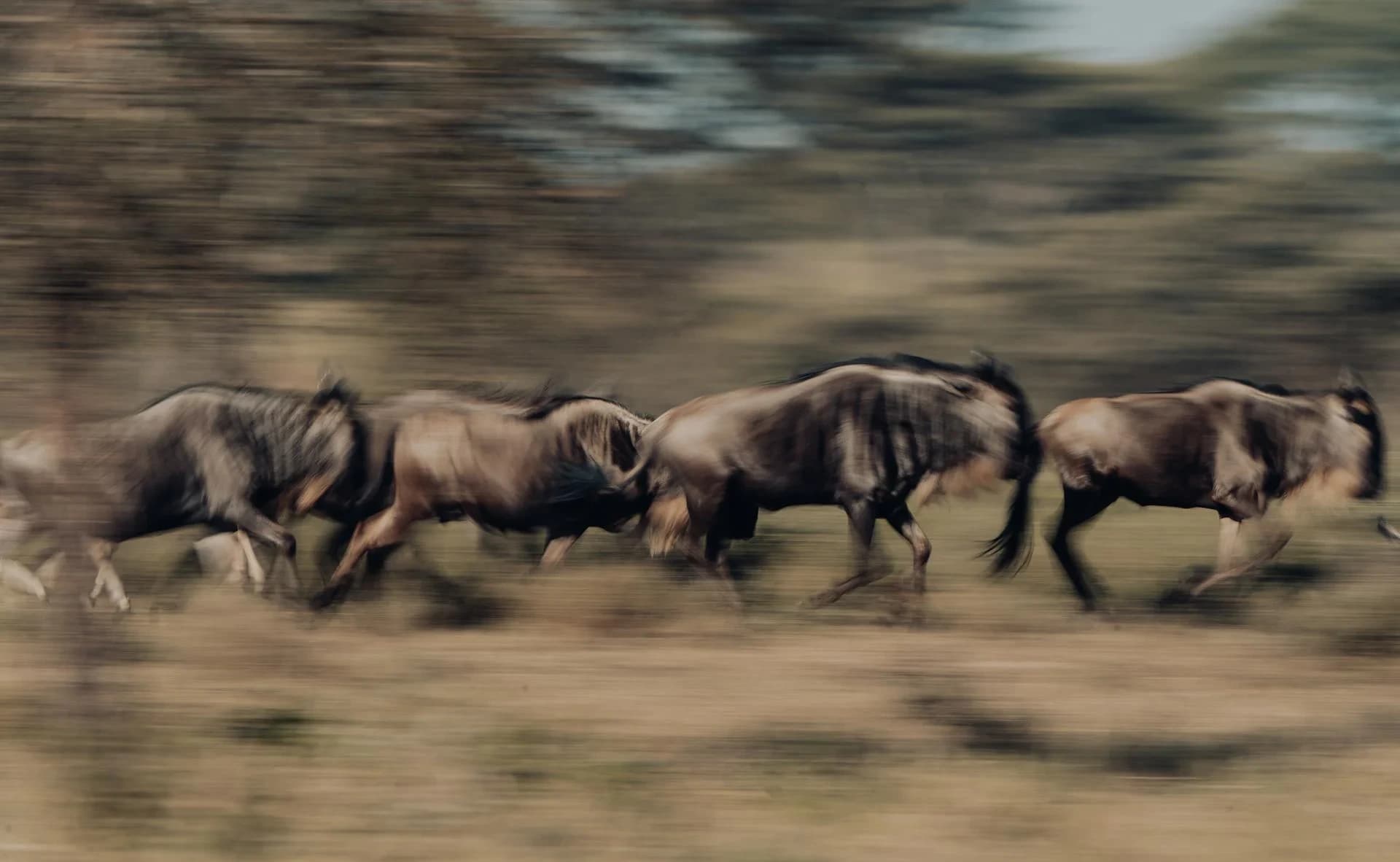 Our Commitment to Conservation