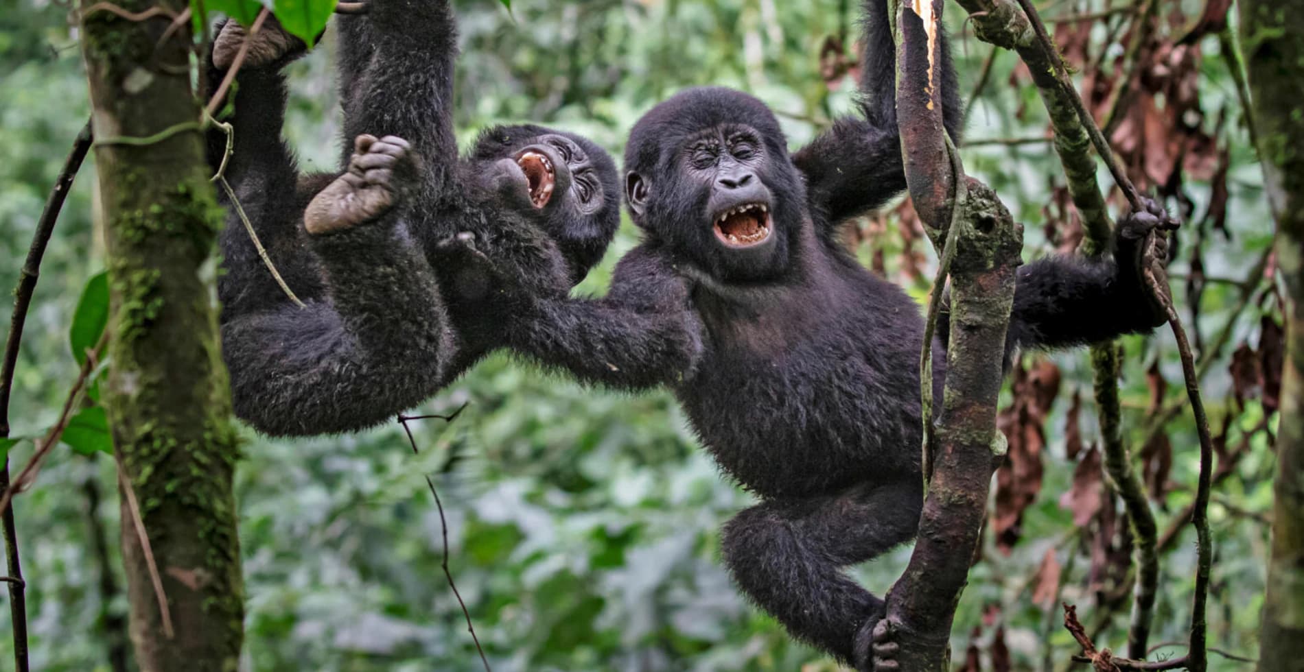 Gombe Stream National Park