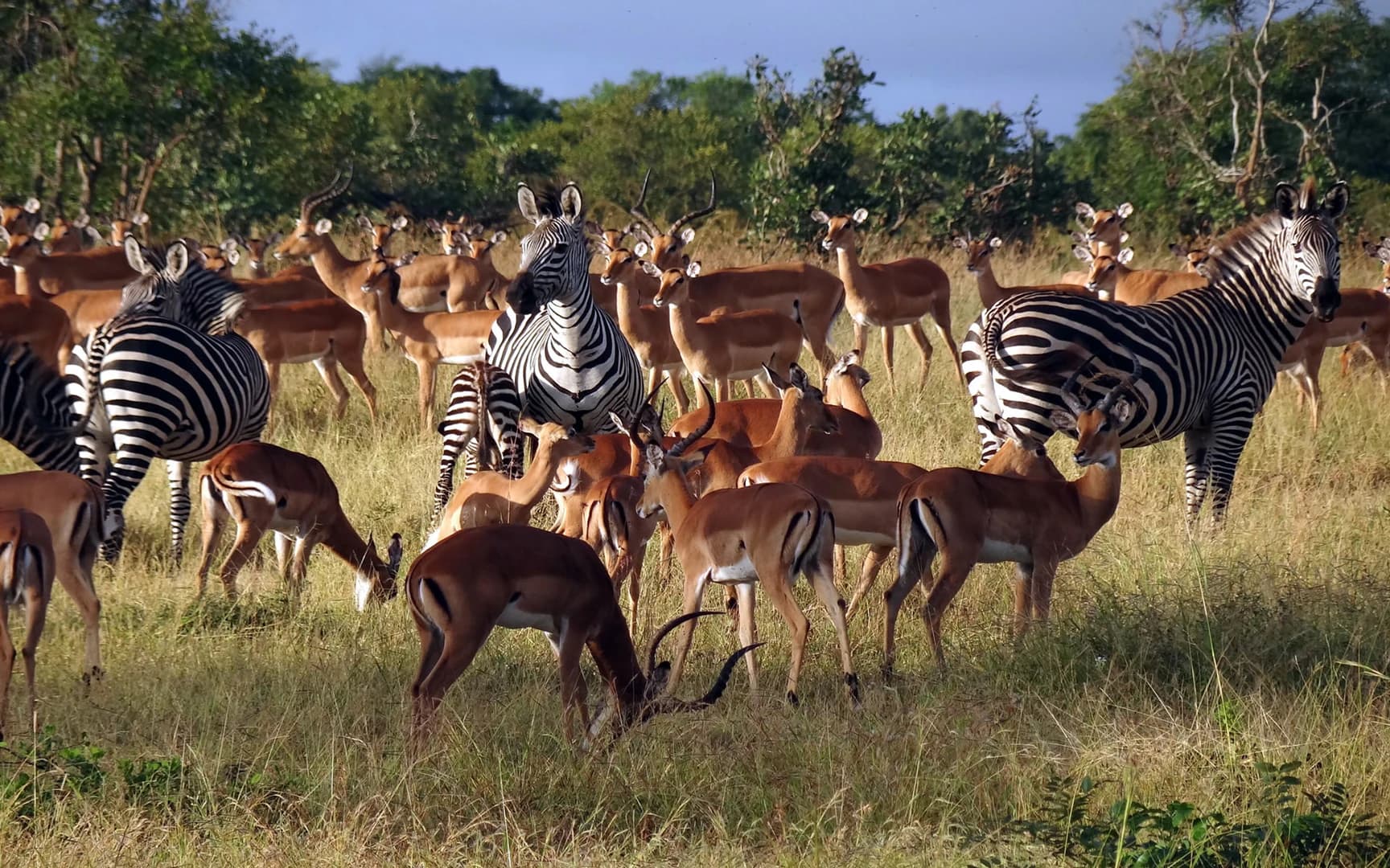 Mikumi National Park