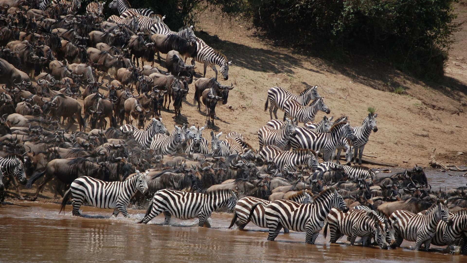 Witness the Great Migration - Slide 2