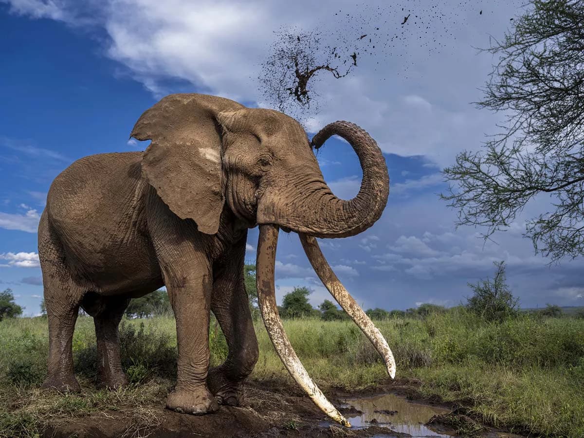 Safari guide with guests