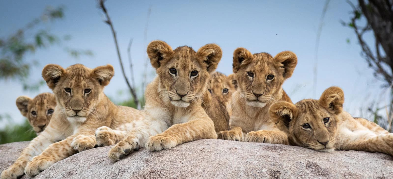 Ready to Start Your African Adventure?