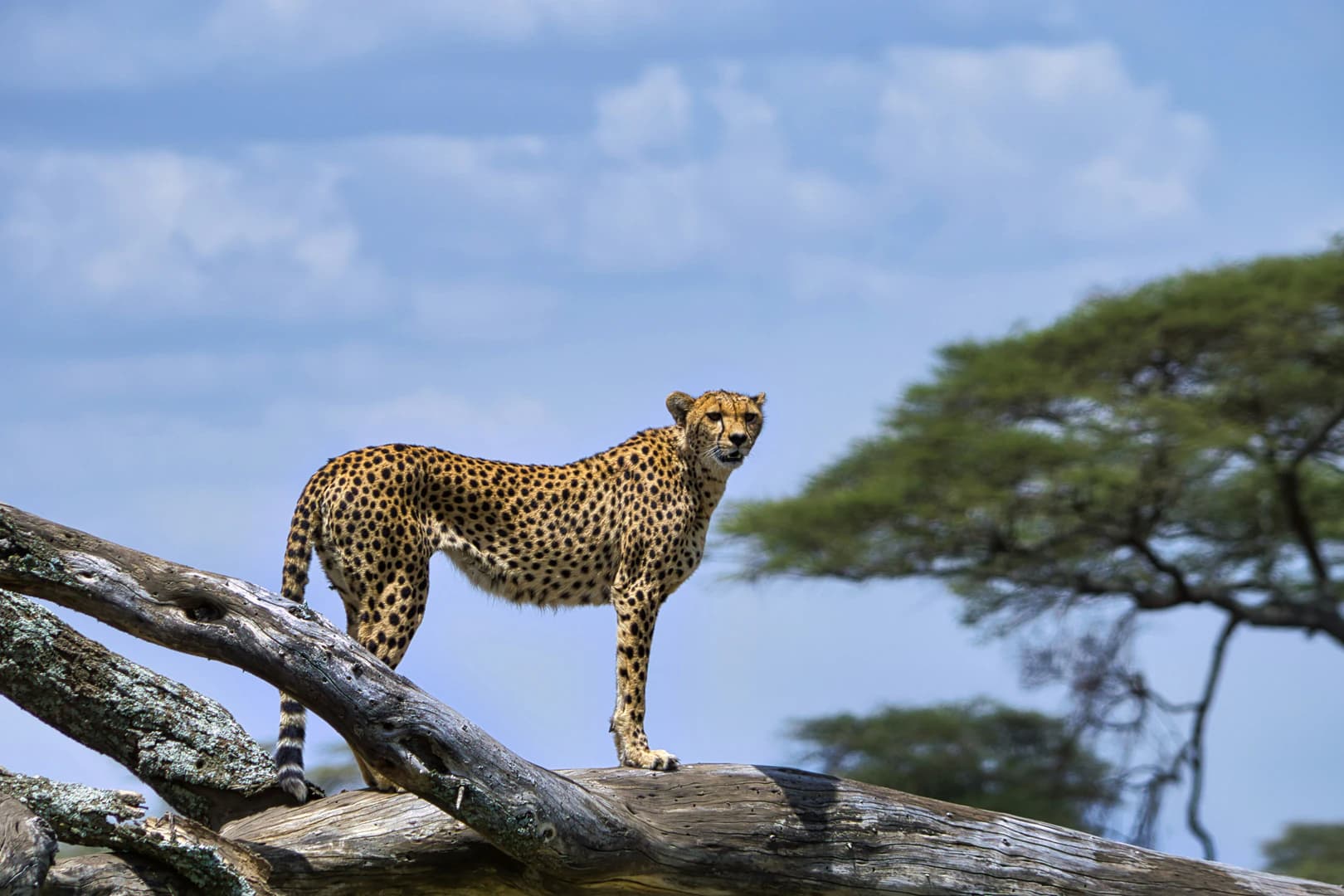 4-Day Essential Tanzania Safari