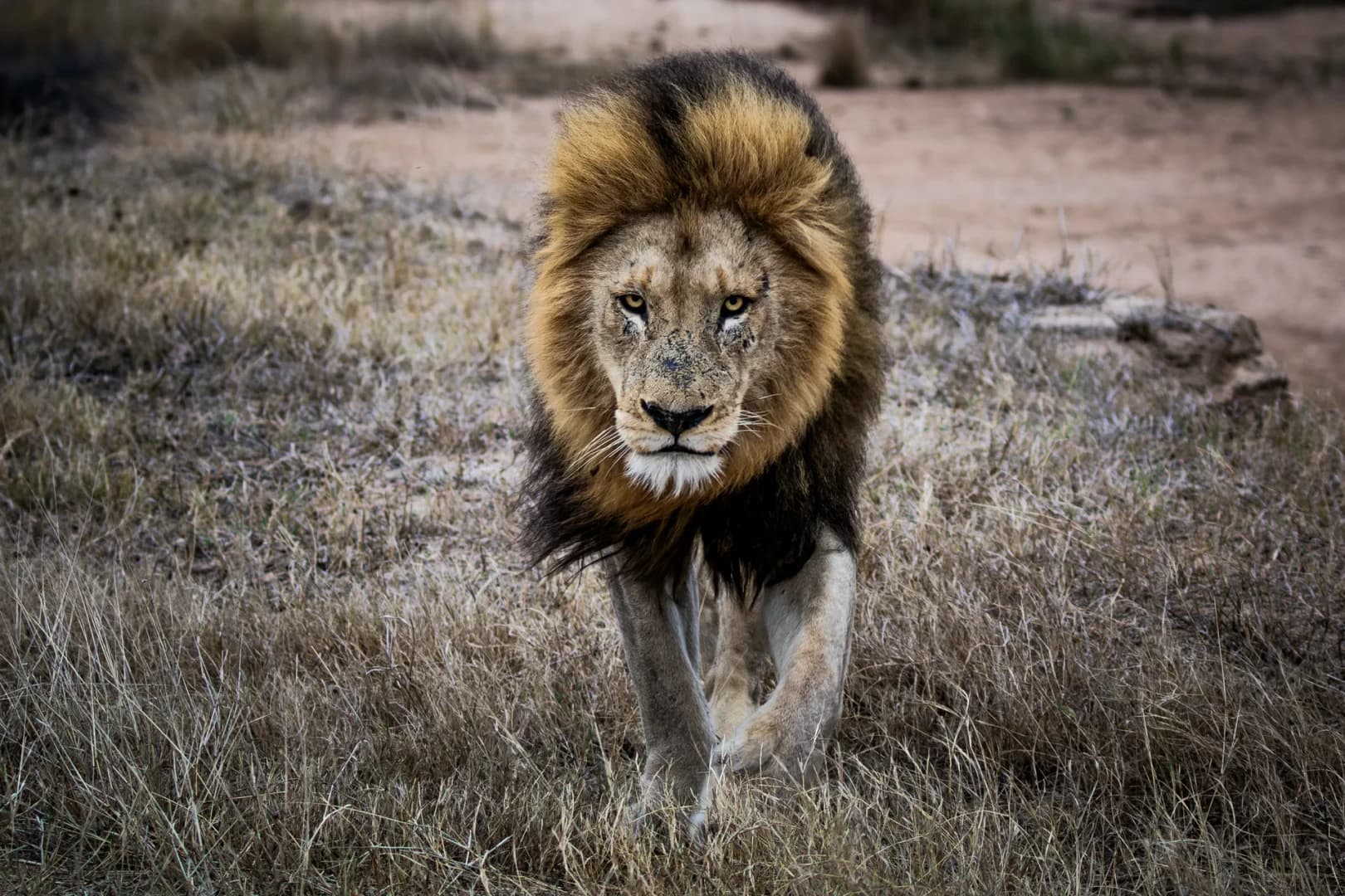 10-Day Wildlife Photography Safari
