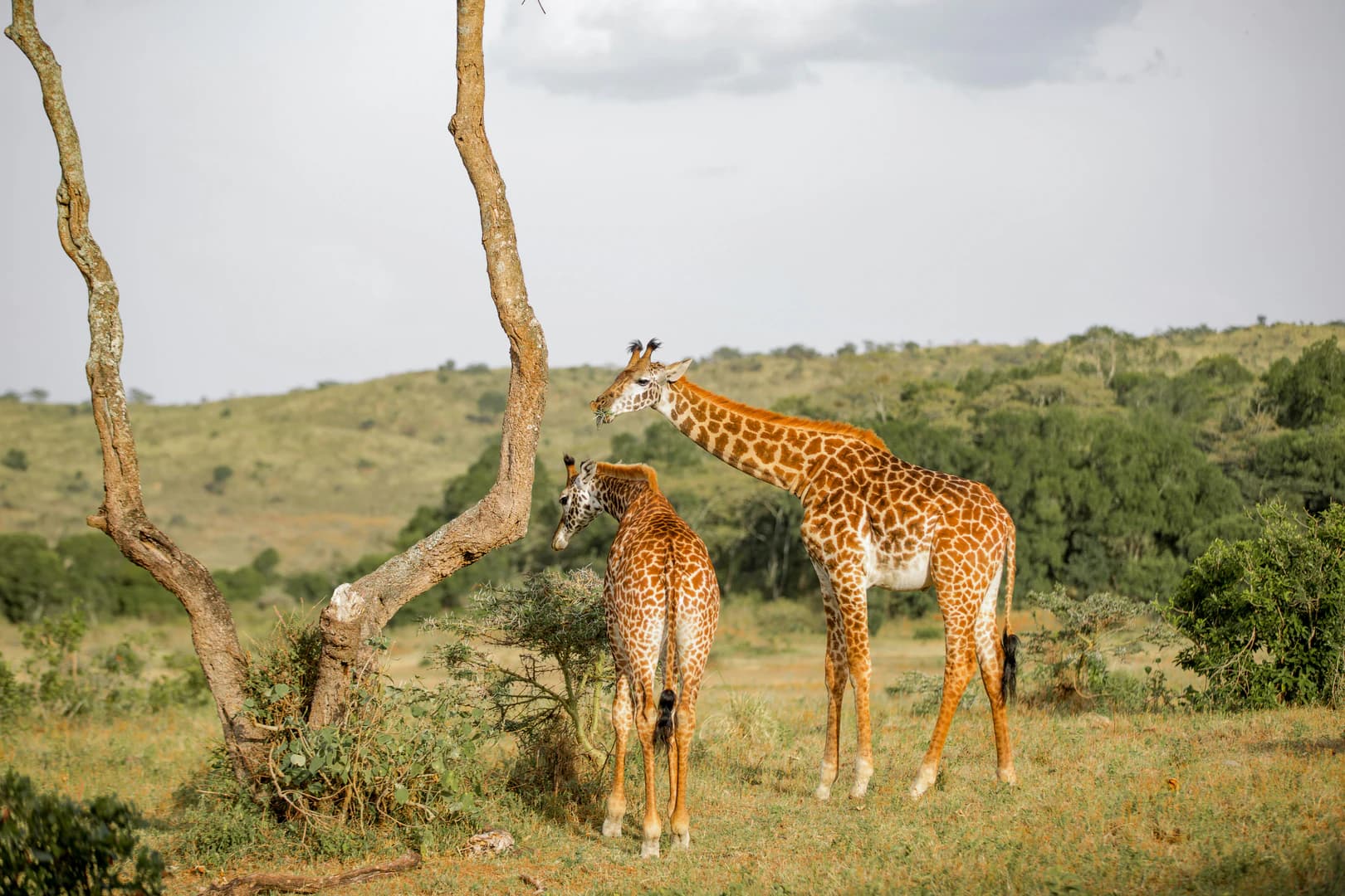 5-Day Budget Tanzania Safari