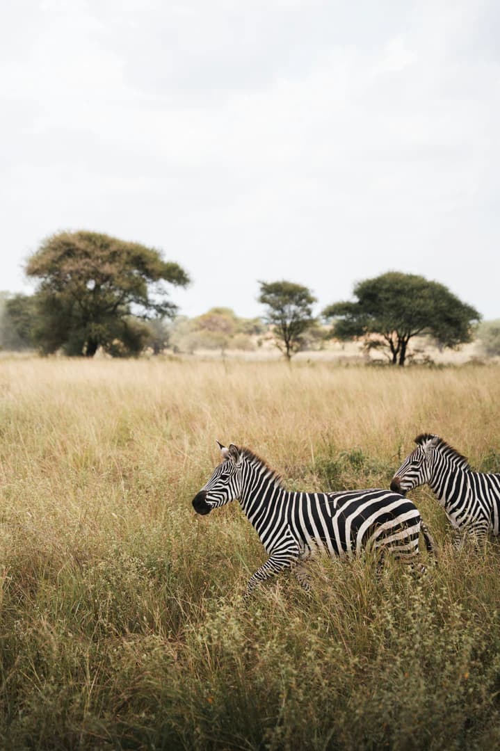 7-Day Classic Tanzania Safari