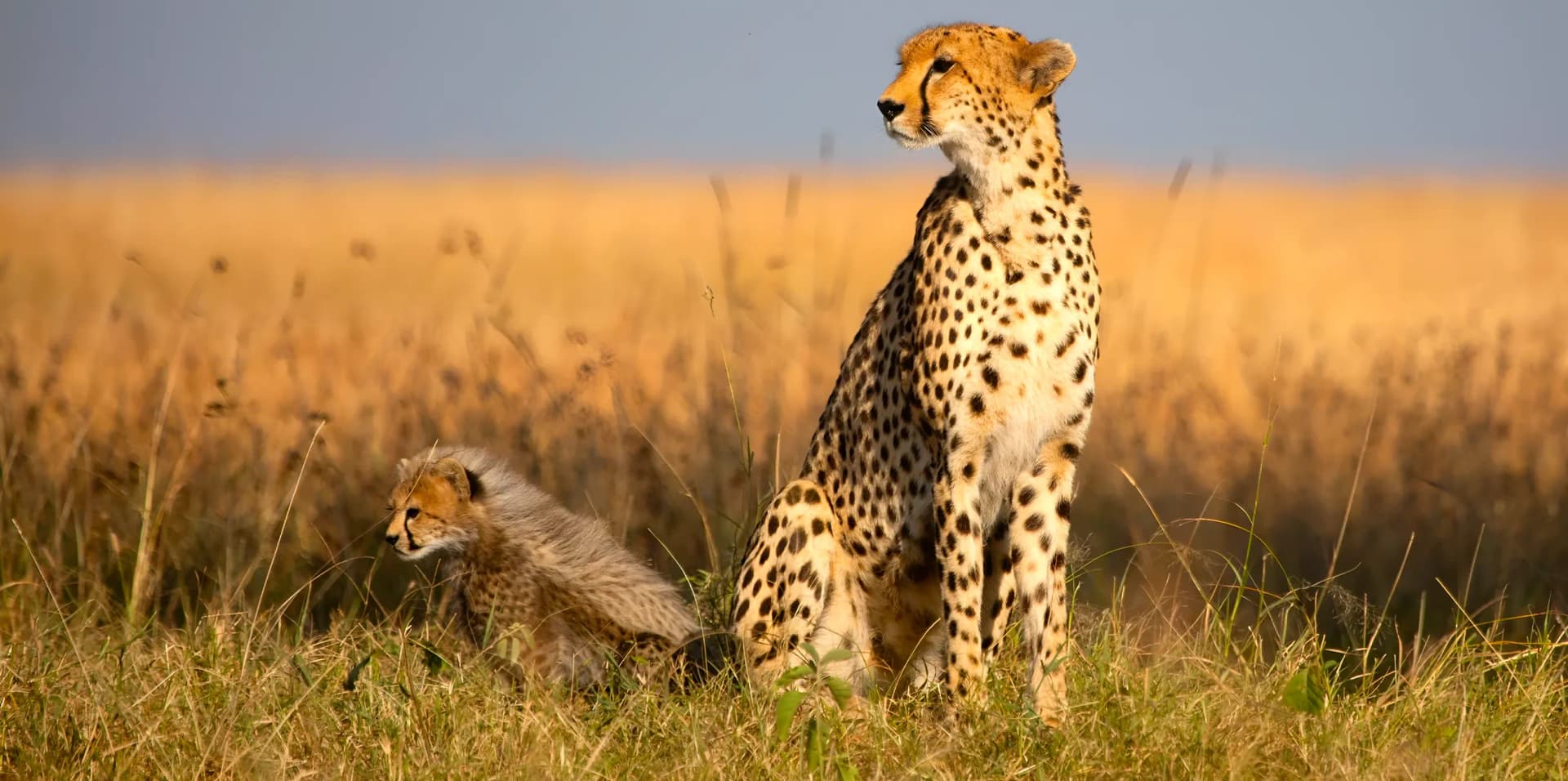 Tanzania safari hero
