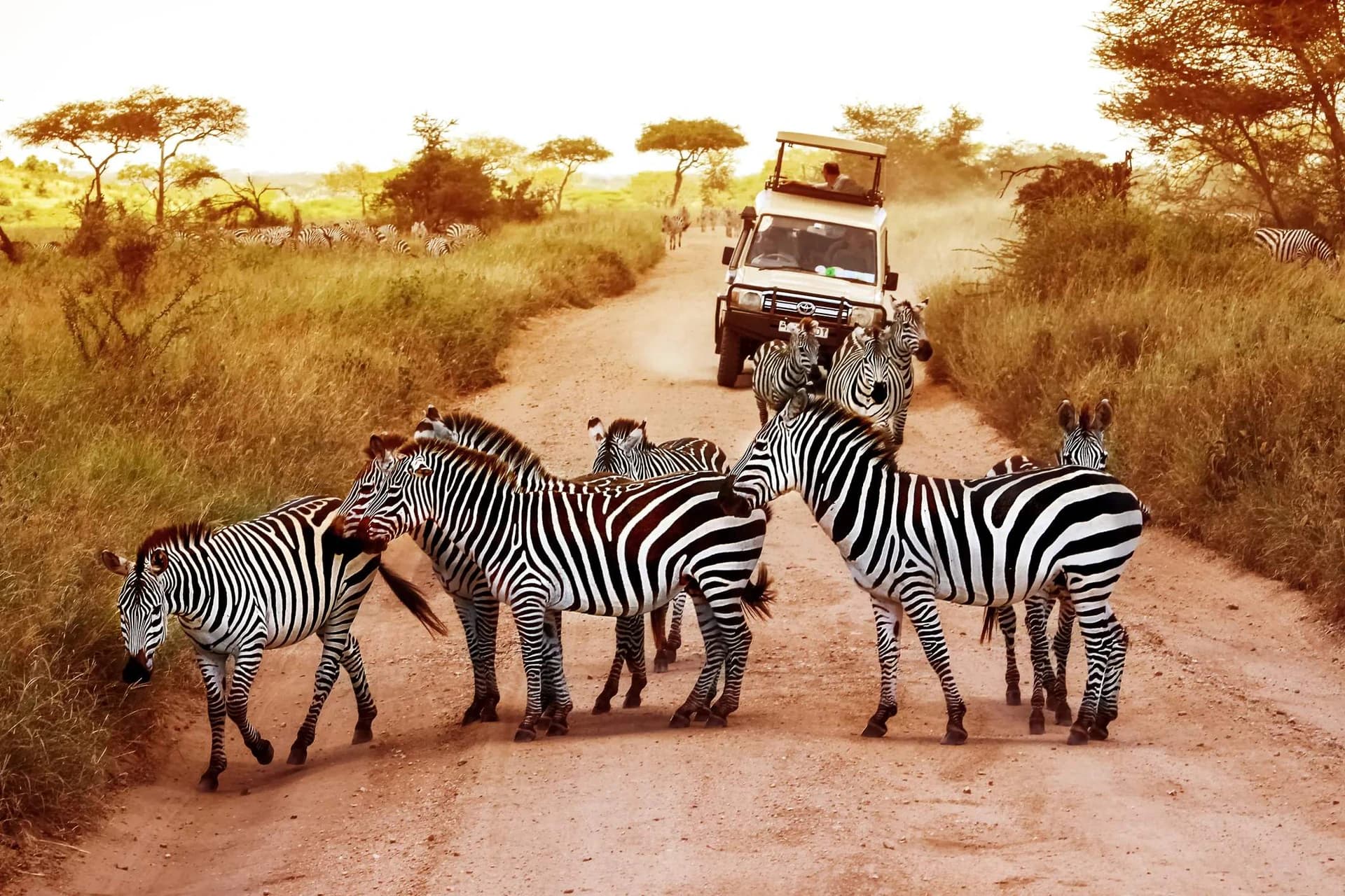 Tanzania safari moment