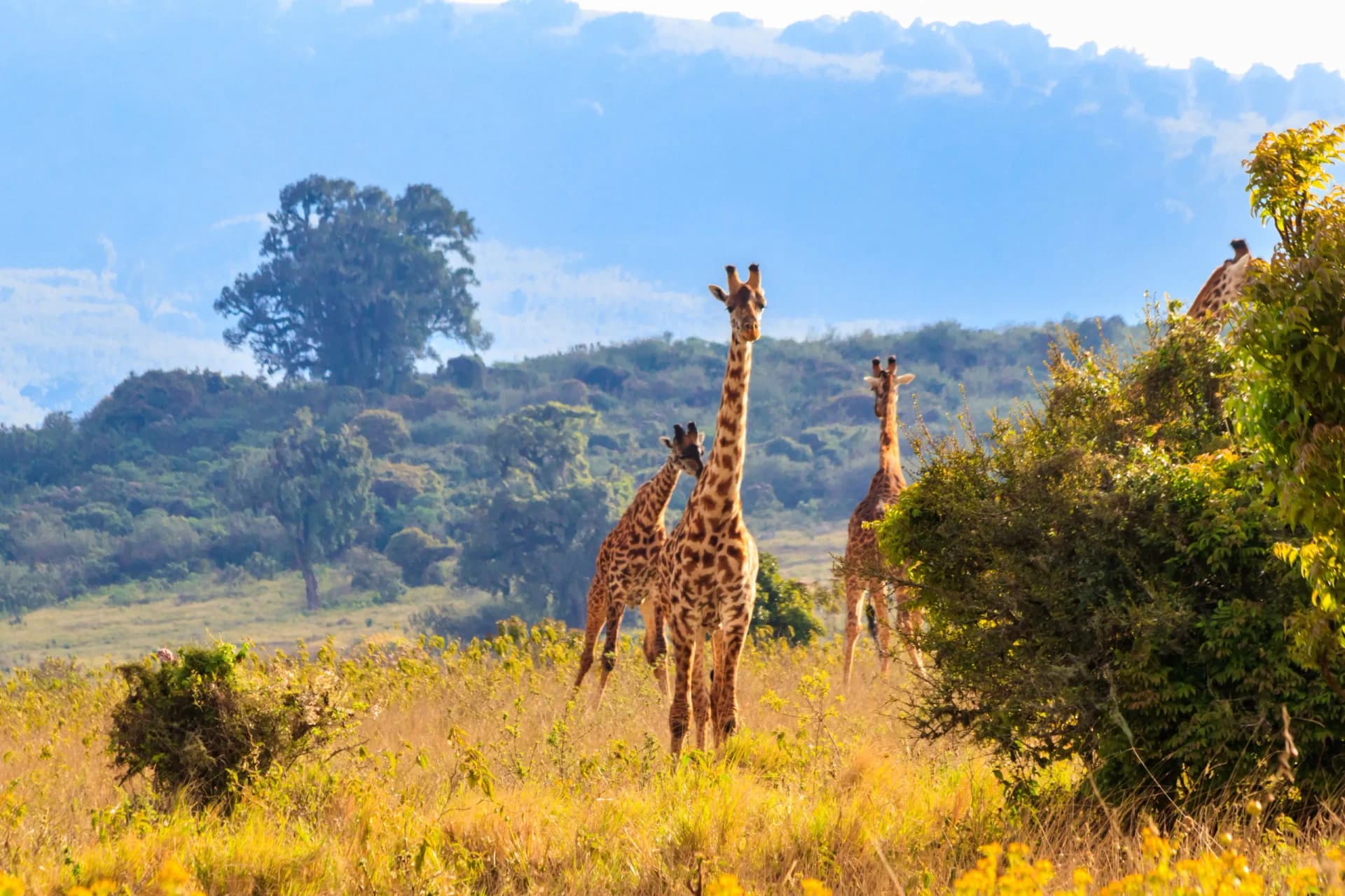 Game drive