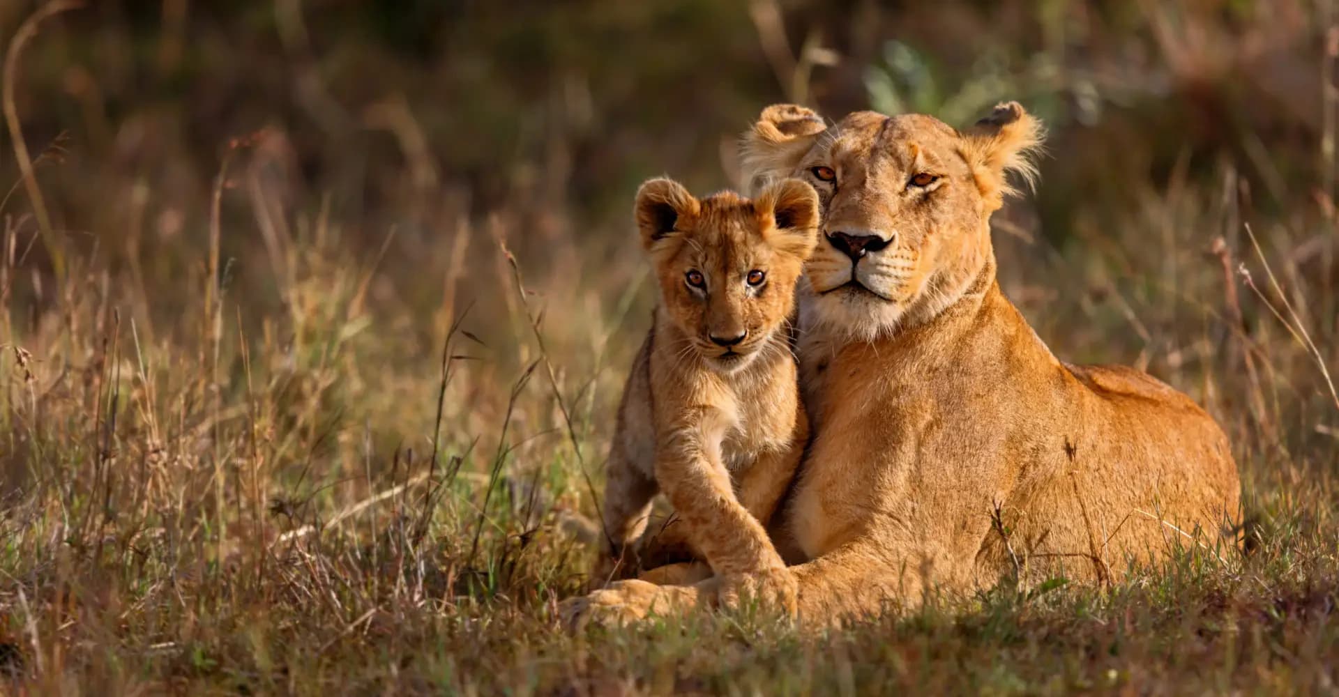 Wildlife migration