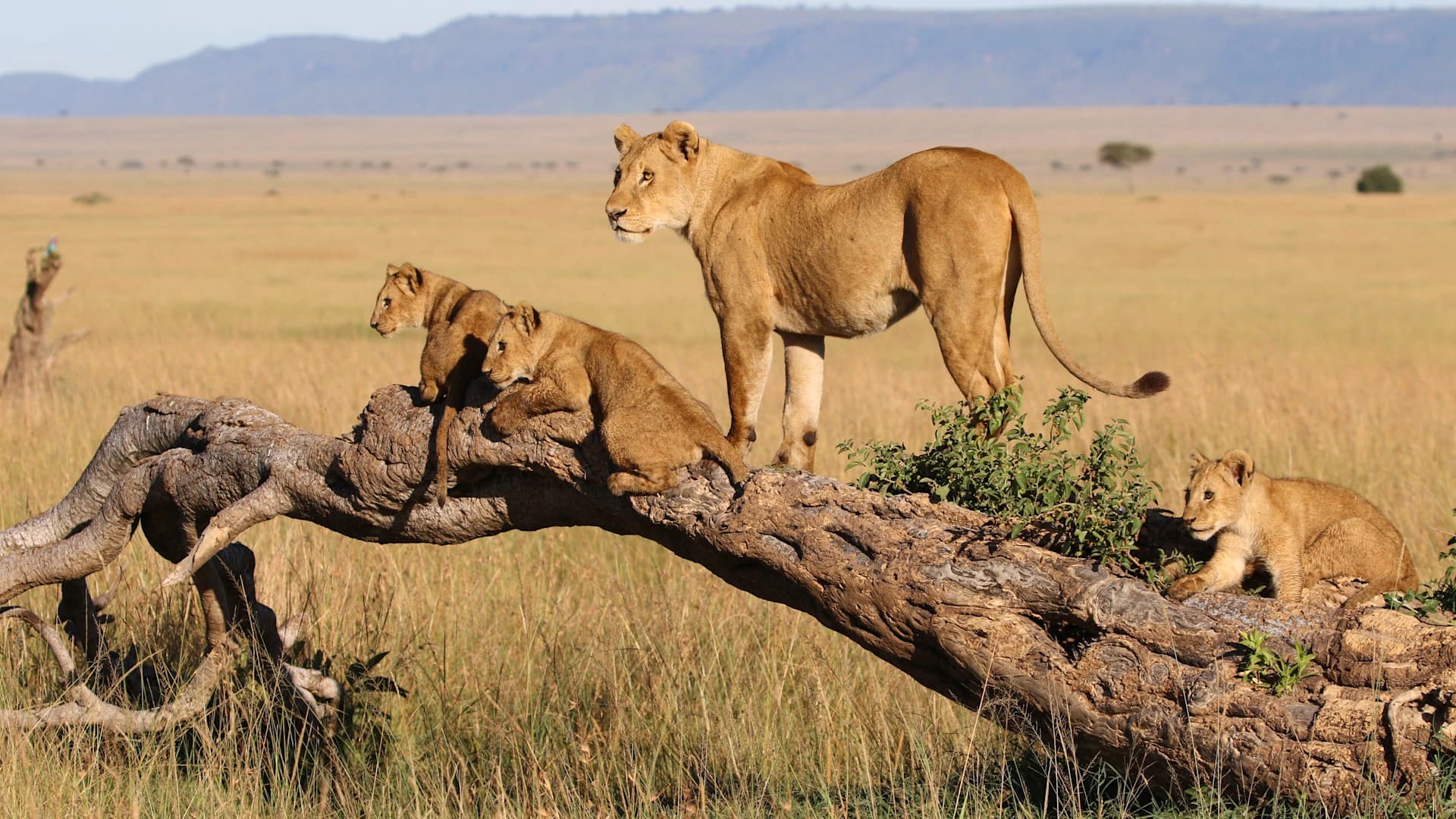 4-Day Essential Tanzania Safari