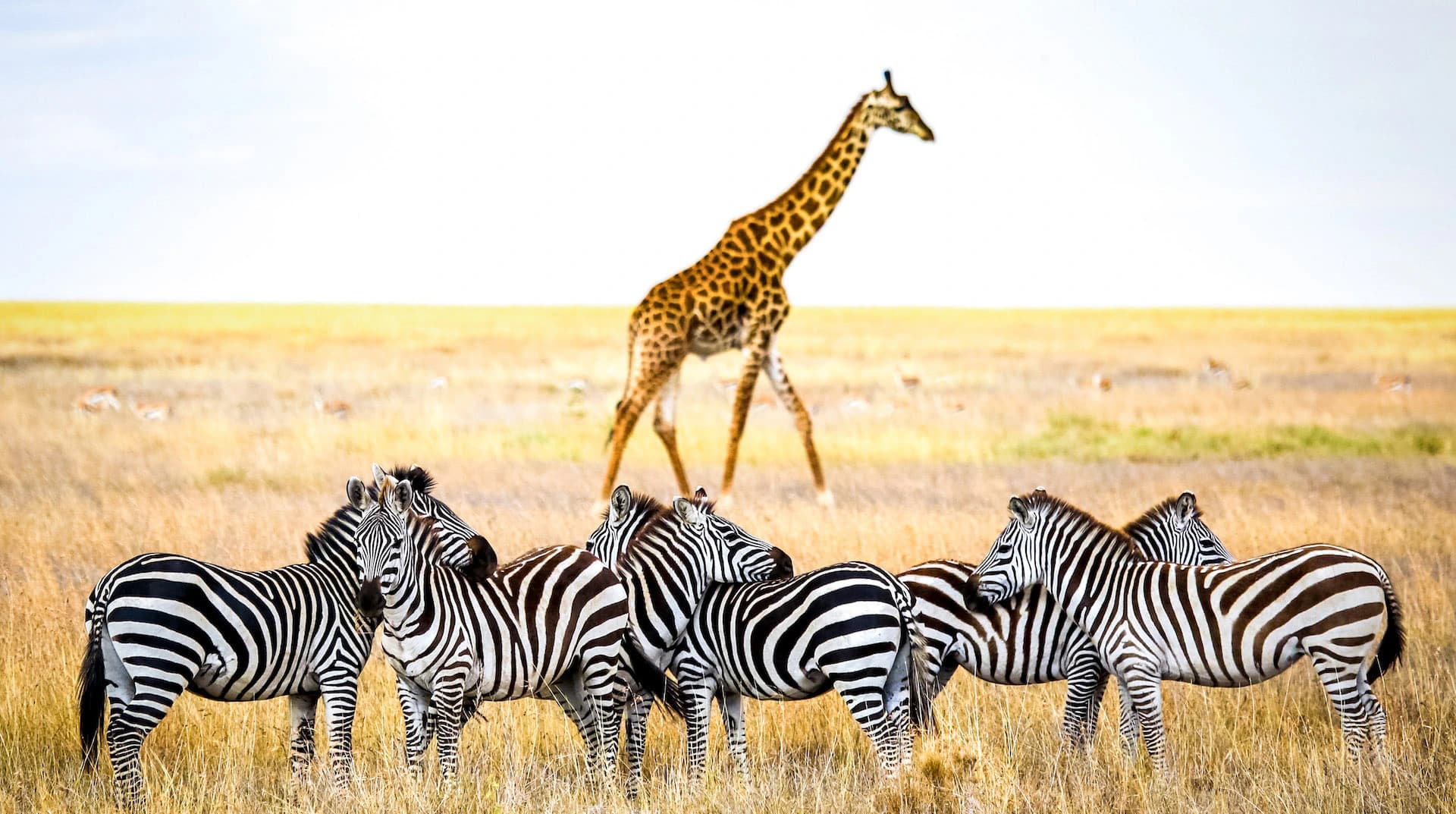 5-Day Budget Tanzania Safari