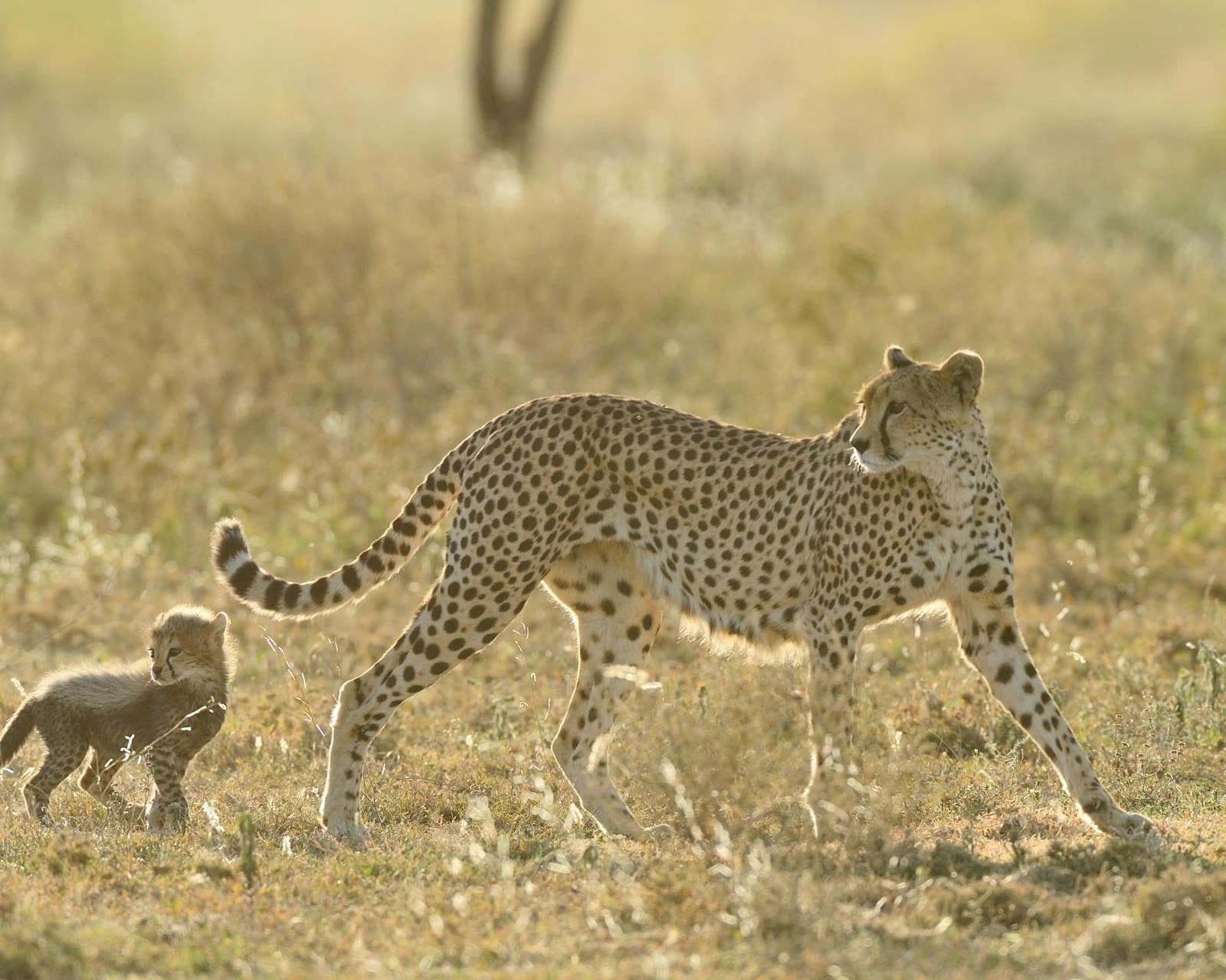 12-Day Kilimanjaro Climb & Safari gallery image 1