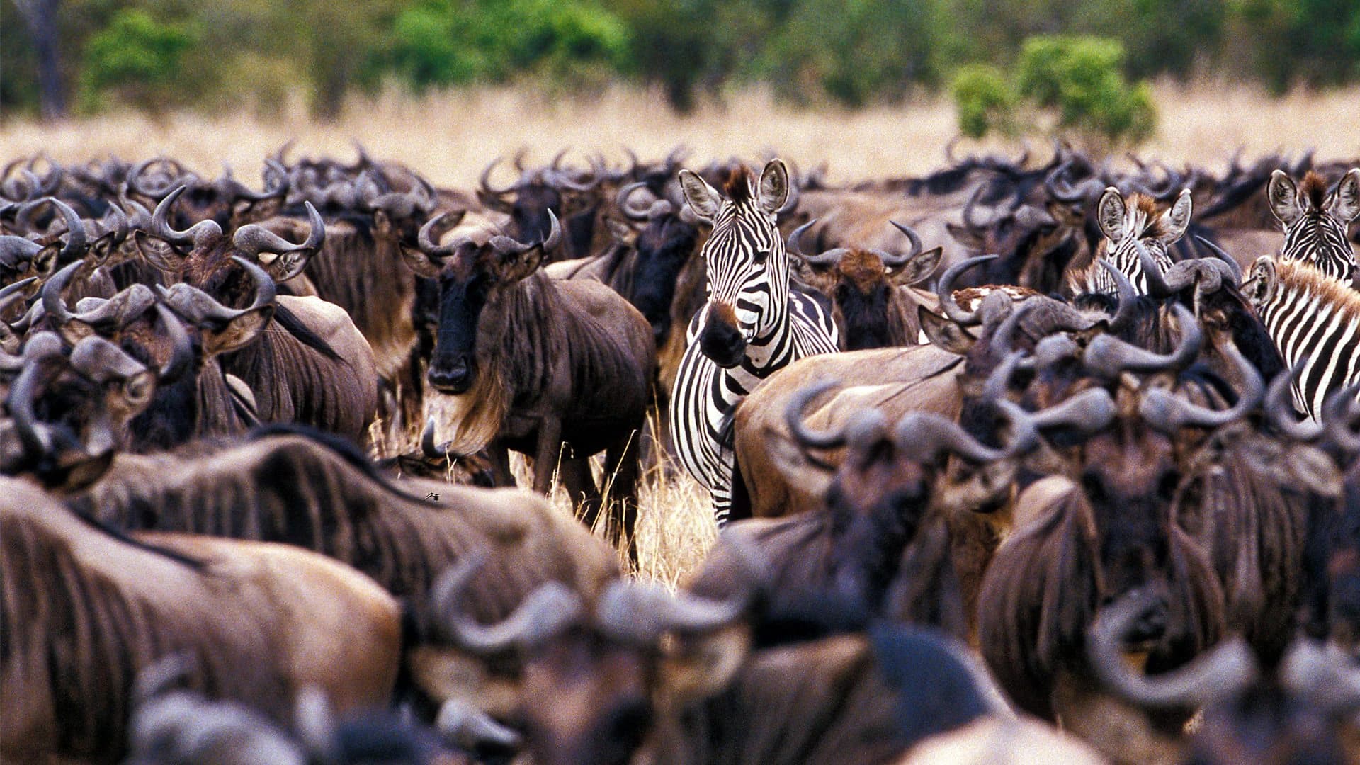 9-Day Great Migration Safari gallery image 1