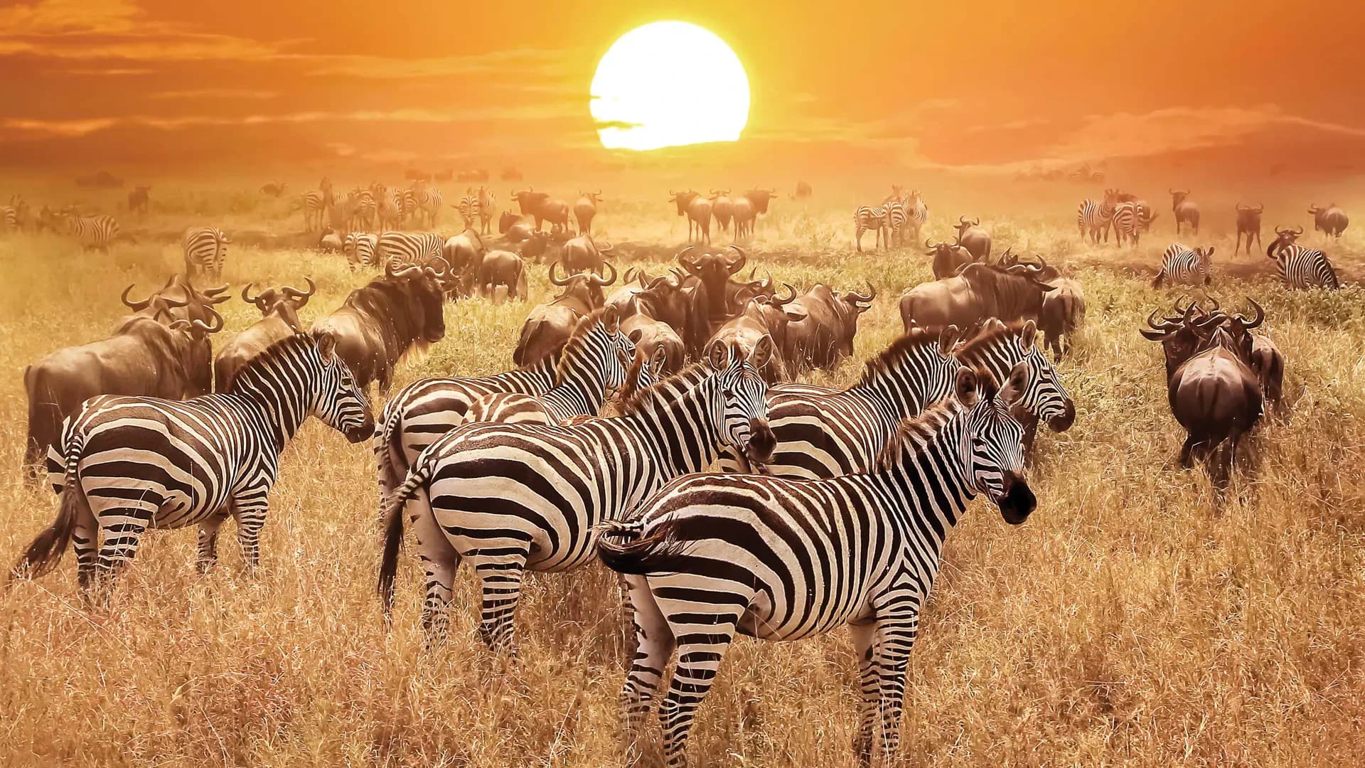 9-Day Great Migration Safari gallery image 2