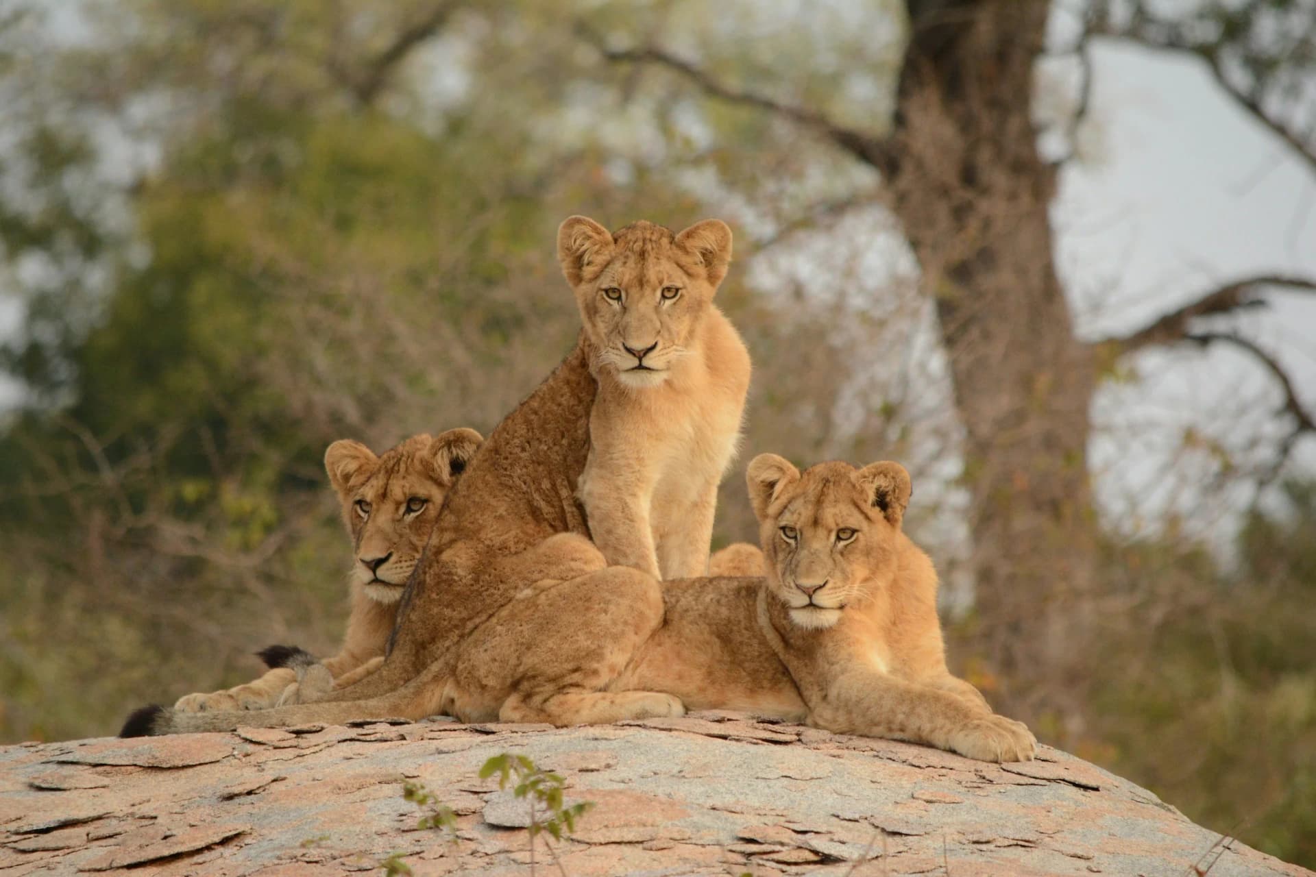 8-Day Family Safari Adventure gallery image 2