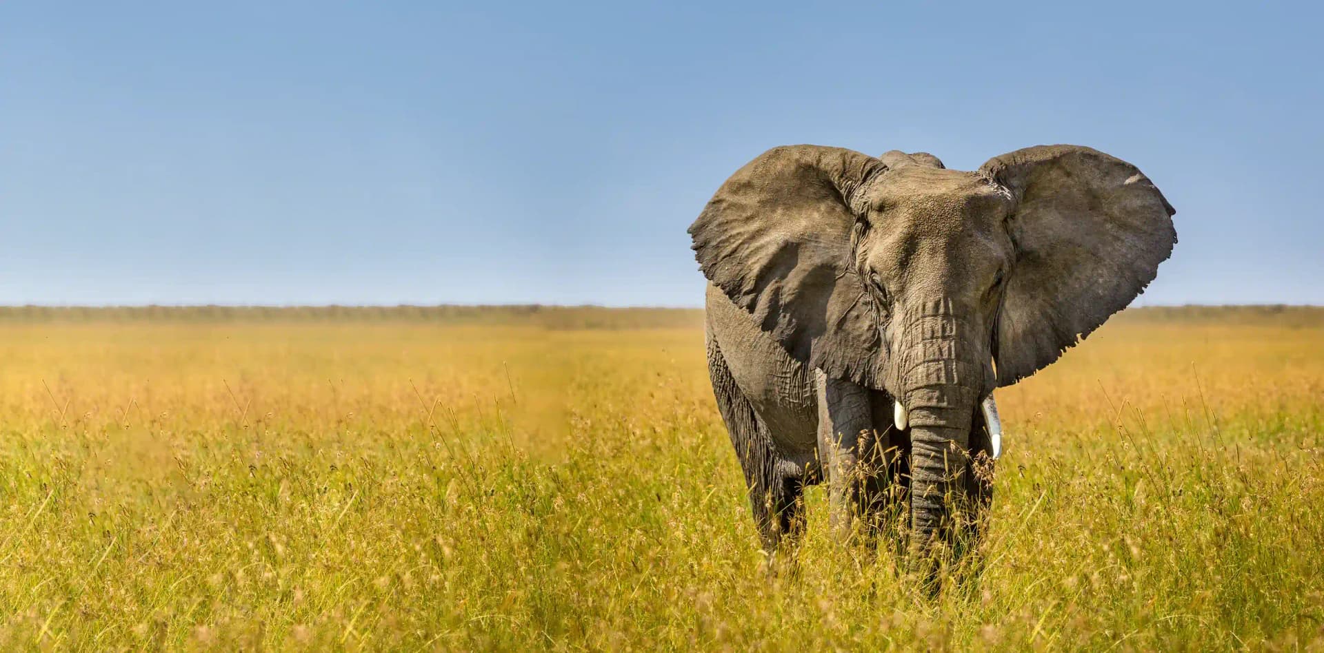 5-Day Budget Tanzania Safari gallery image 1